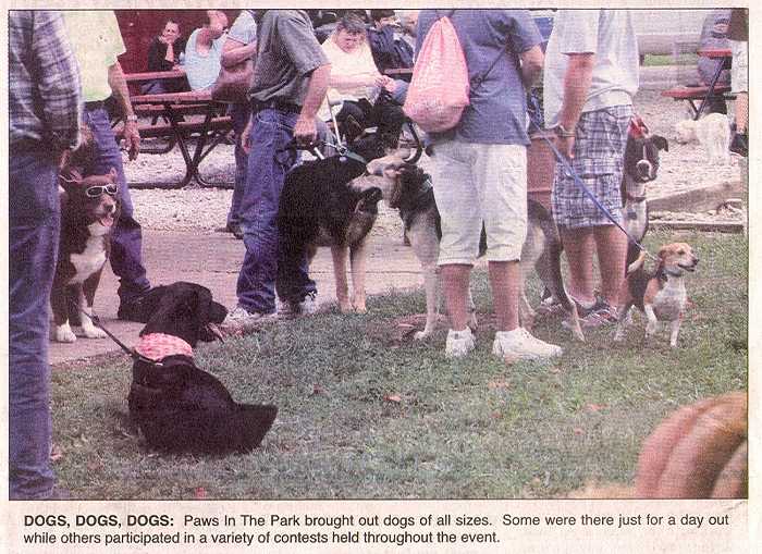 Photo - Dogs, dogs, dogs, everywhere with their owners at the park