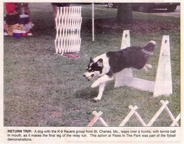 Photo - Border Collie races with his tennis ball during a flyball demonstration