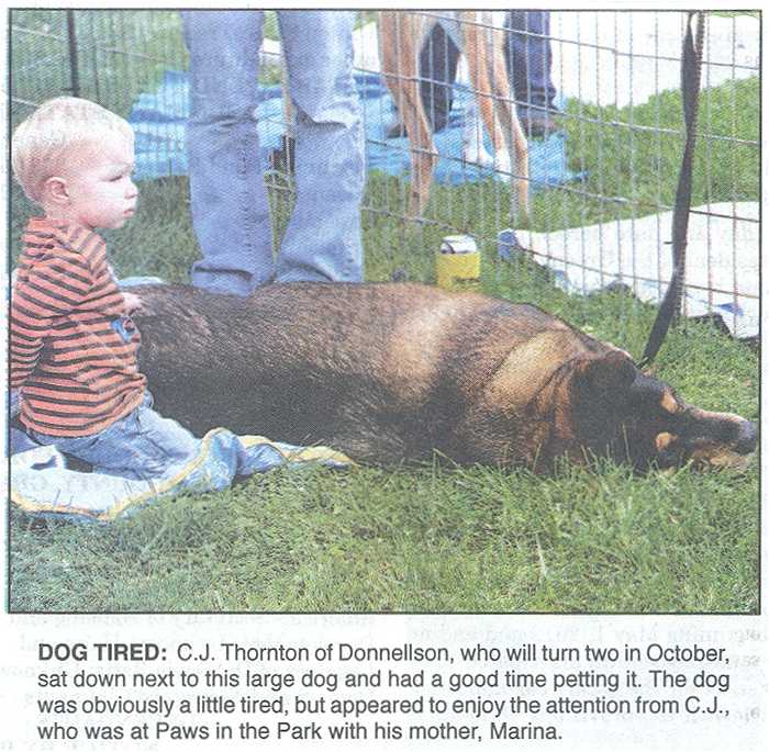 Photo - two year old child sits beside large dog taking nap in the grass