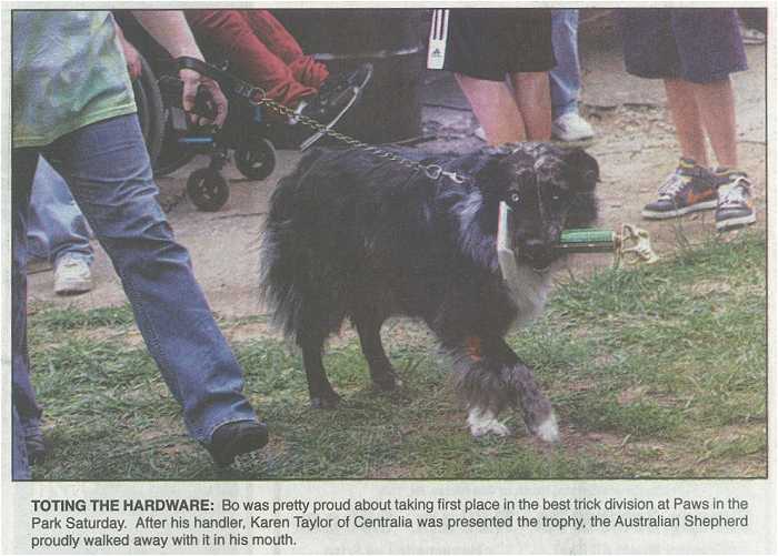 Photo - Australian Shepherd dog totes his contest trophy in his mouth