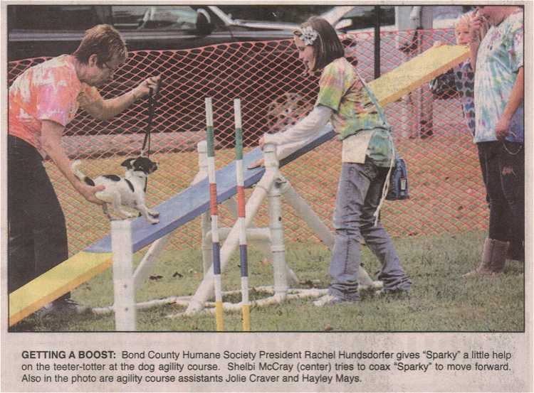 Photo - Rat Terrier is reluctant to climb teeter totter in agility course