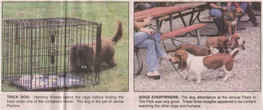 2 Photos - on left, long haired Dachshund performs tricks; on right, three Basset Hounds hang around waiting for lunchtime snacks