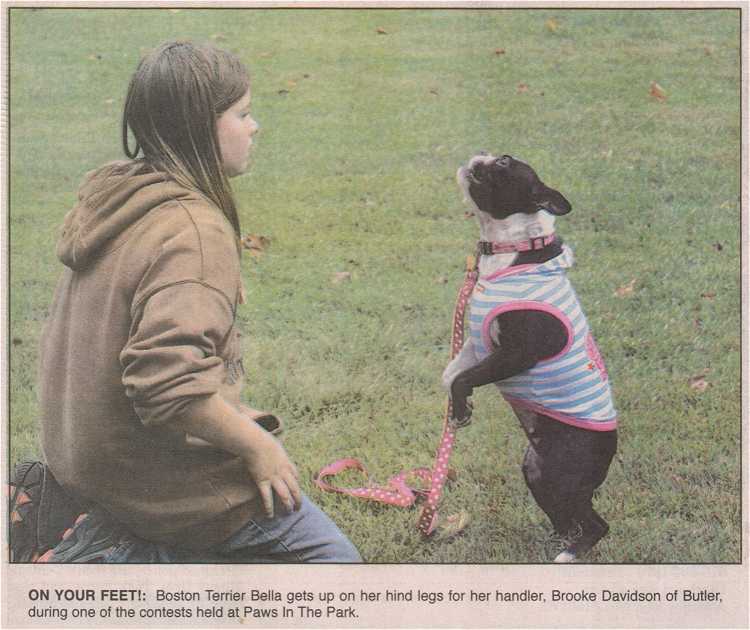 Photo - Boston Terrier gets up on hind legs during a contest