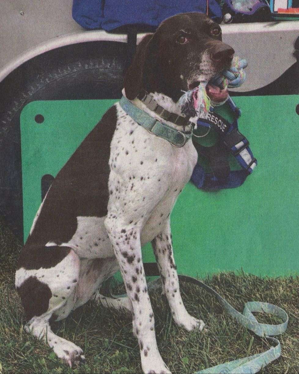 large white and black short furred dog wearing a blue collar and leash sits on the grass and holds a well chewed rope pull toy in his mouth.