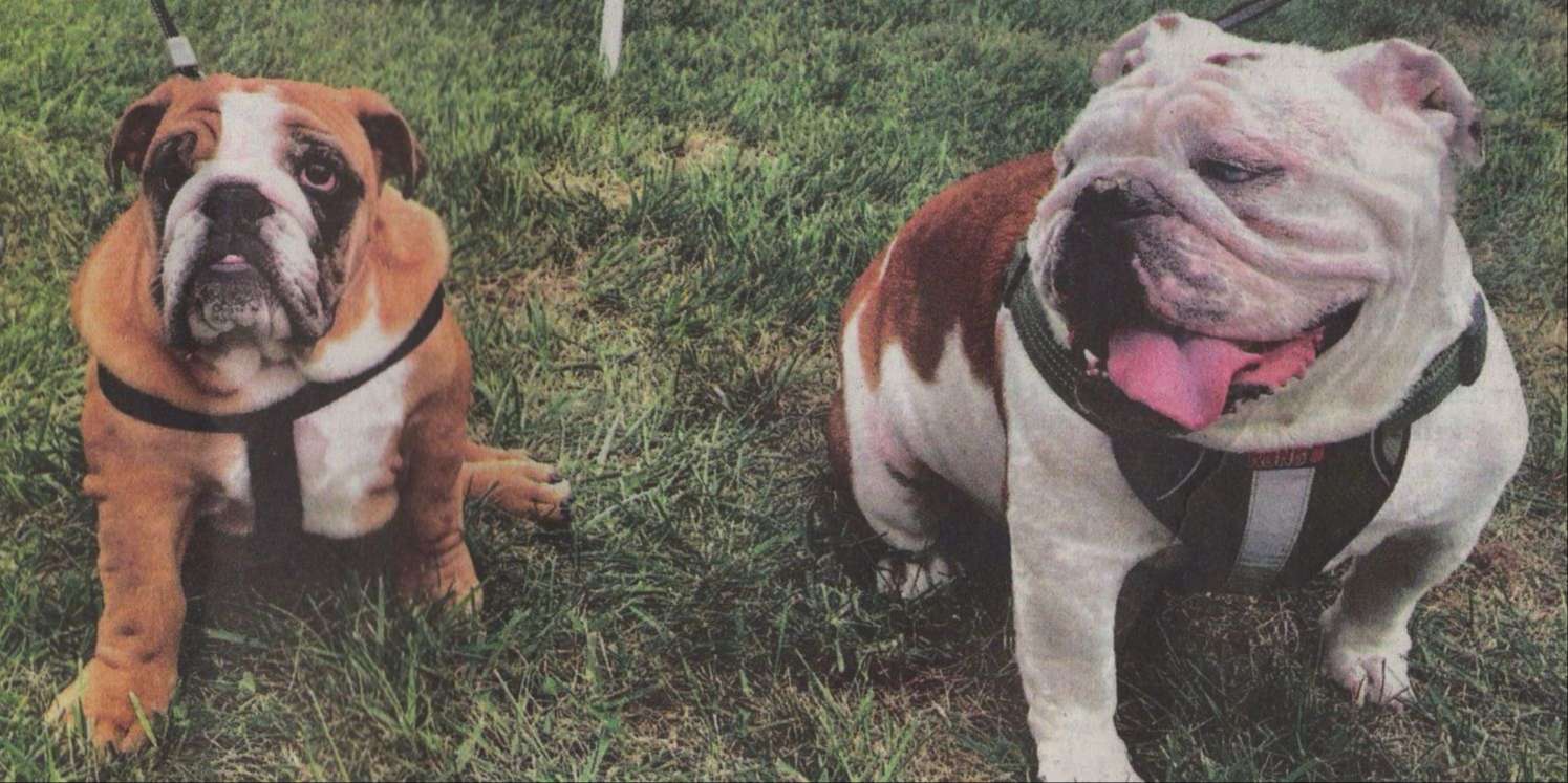 a brown and white wrinkly dog in a black harness sits beside a white and brown wrinkly dog whose pink tongue hangs out.