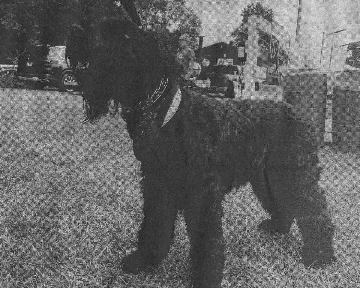 large black furry dog wearing a training collar and a fabric collar stands in the grass.