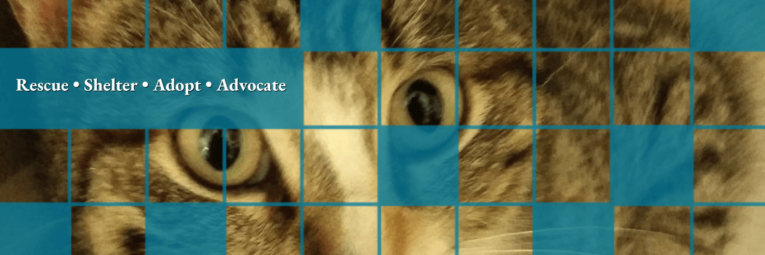 Tabby Kitten face in puzzle boxes