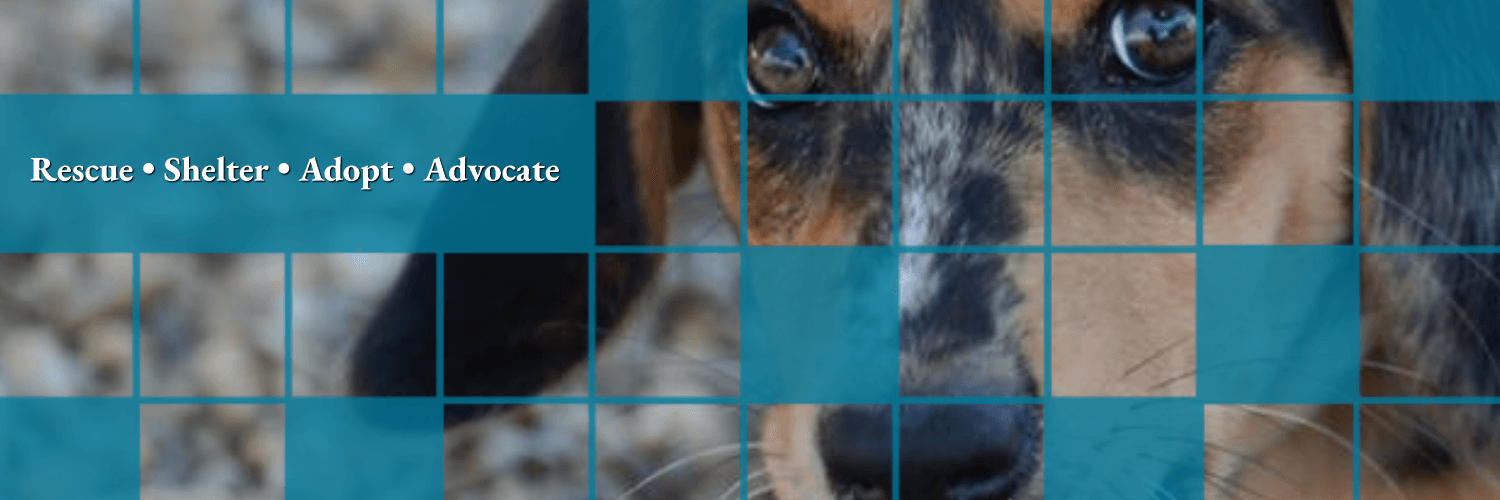 Puppy Dog Eyes and tagline in blue grid boxes