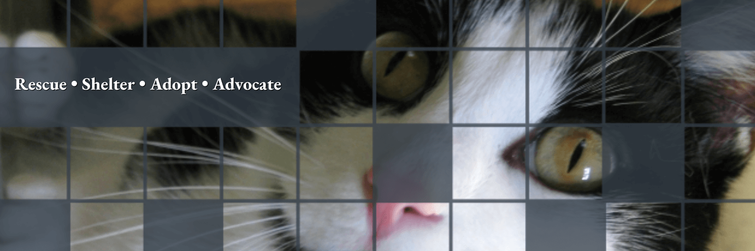Inquisitive Black and White Rescue Cat
