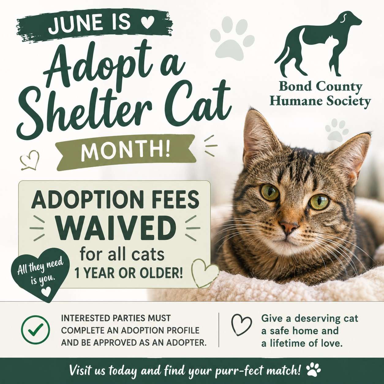 Adopt a cat with fees starting at $20