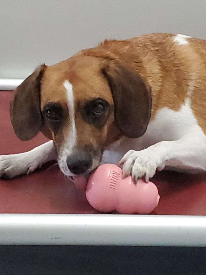 Rocky, a foster dog with Bond County Humane Society, licks peanut butter out of his new KONG toy