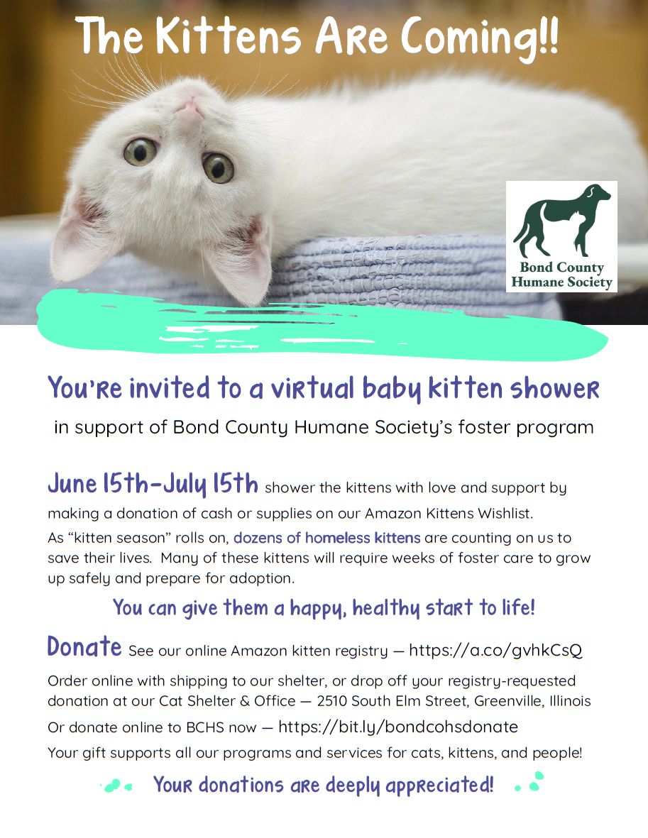 Kitten Shower invitation poster
