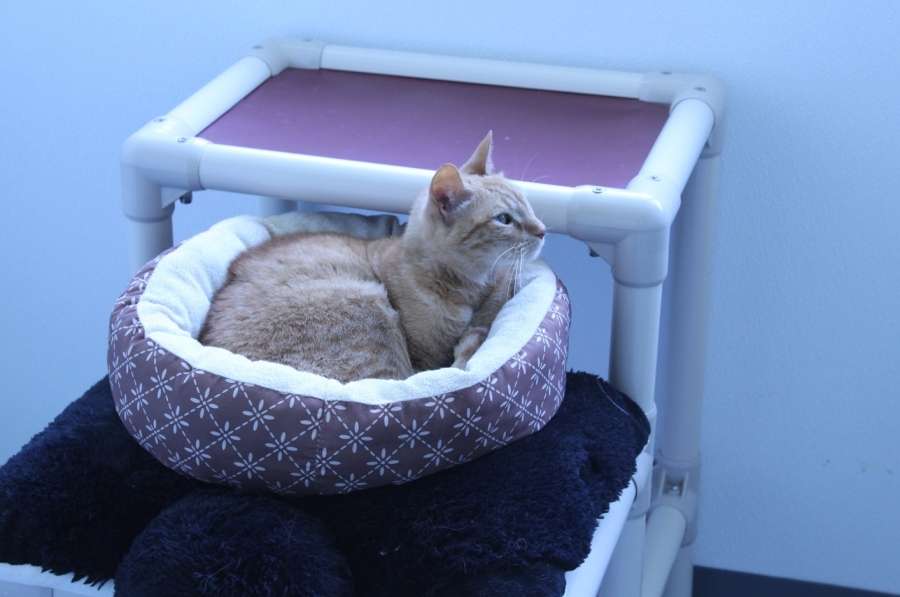 tabby cat enjoys a restful day in a new community shelter room