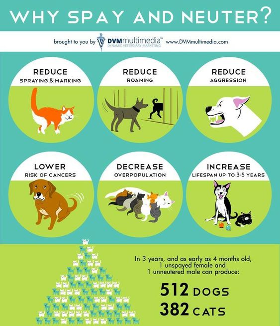 Infographic about Spay Neuter benefits to pet health, behavior, and reducing pet overpopulation