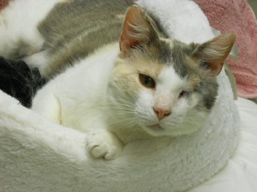Stephanie cat waiting for love at the BCHS shelter