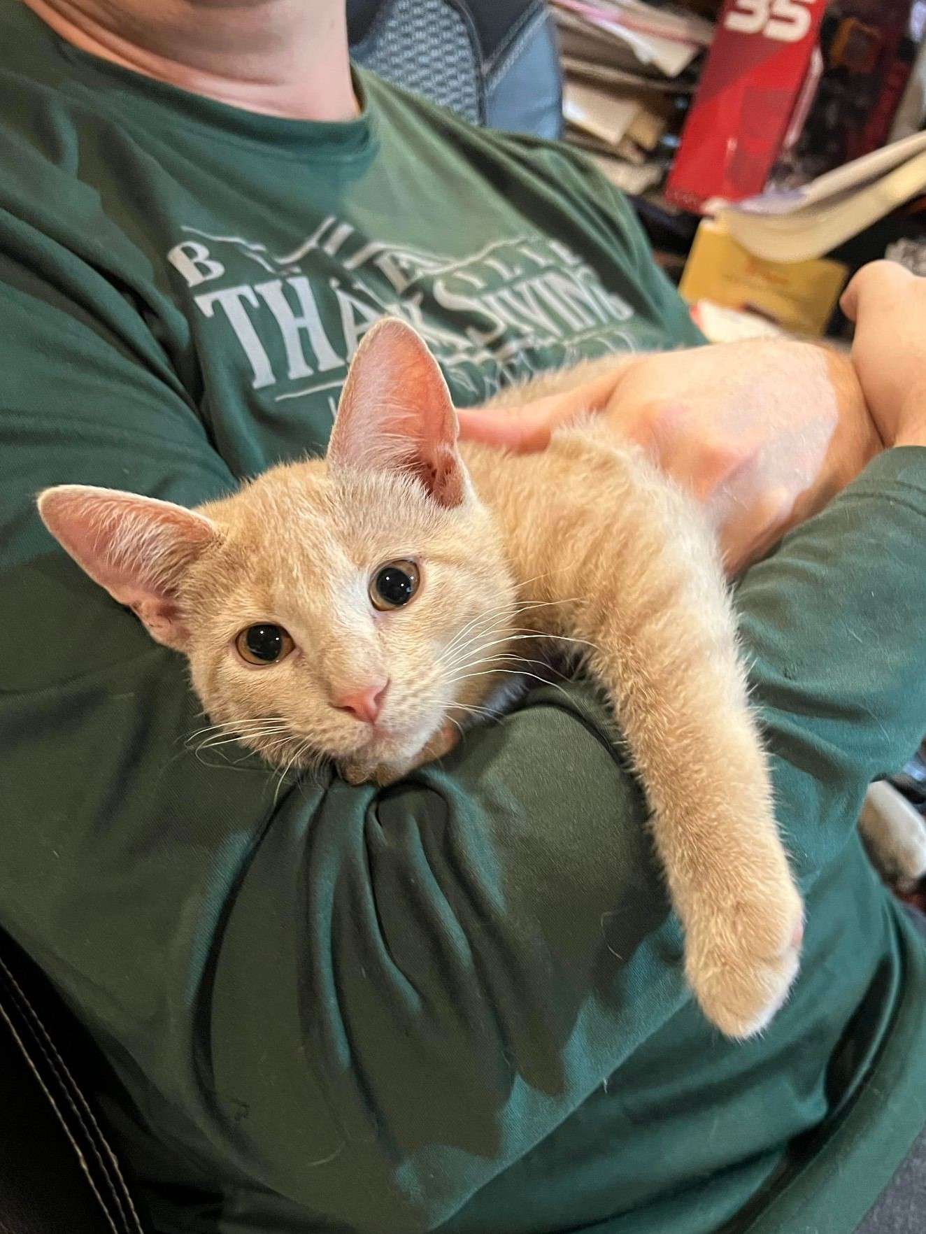 orange striped kitten held in arms of person wearing green shirt