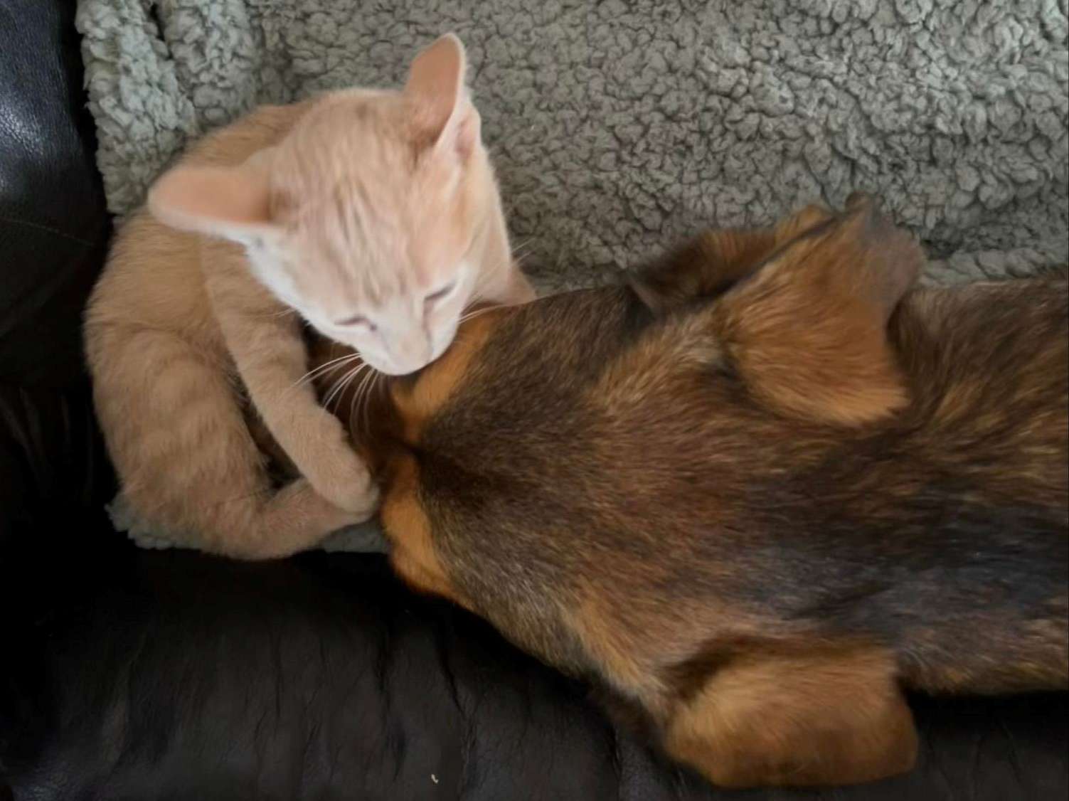 orange cat plays with black and tan dog