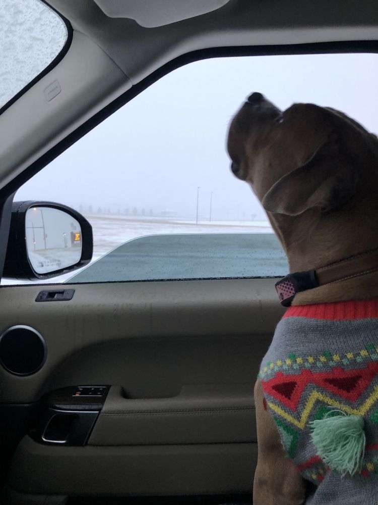Maggie takes a winter car ride