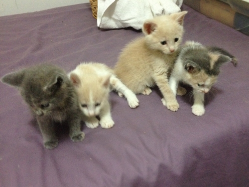 Celine, Calypso and their 2 brothers in foster care