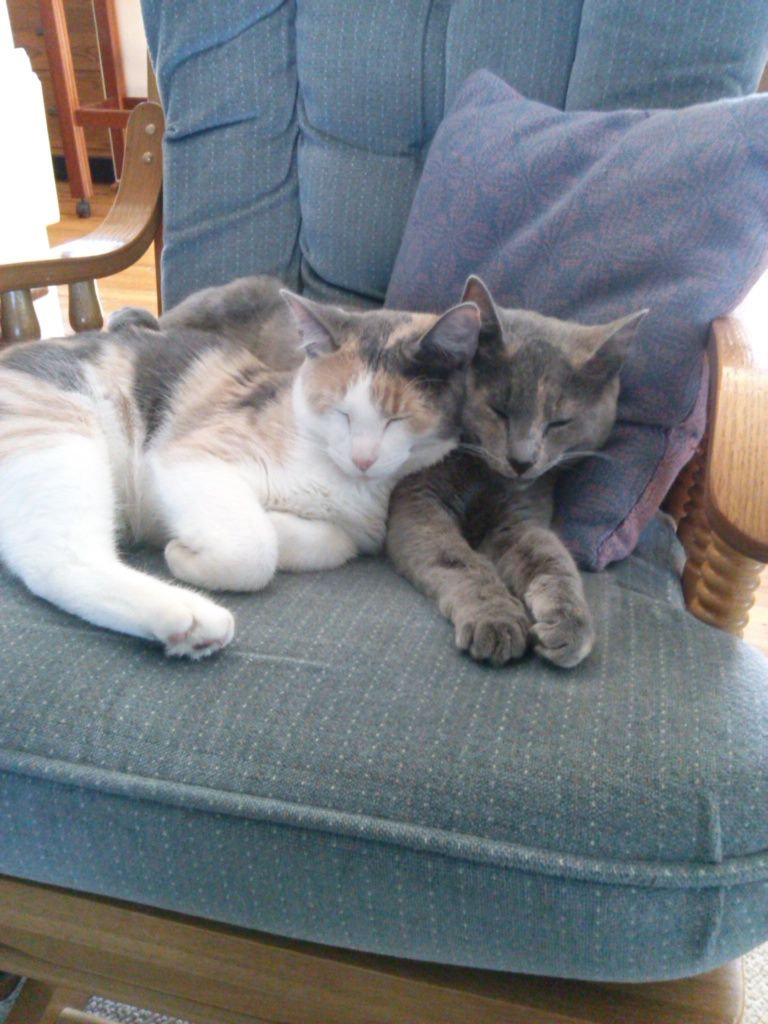 Celine and Calypso snooze in the rocking chair