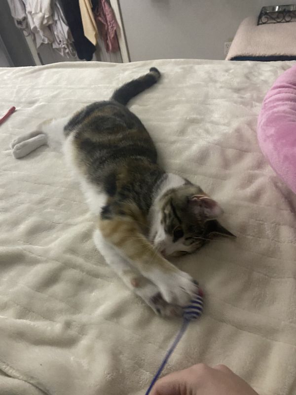 striped cat on human bed playing with a toy