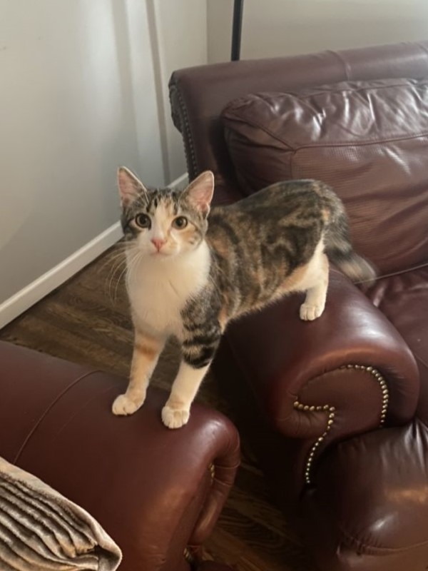 striped cat standing across two leather furniture pieces