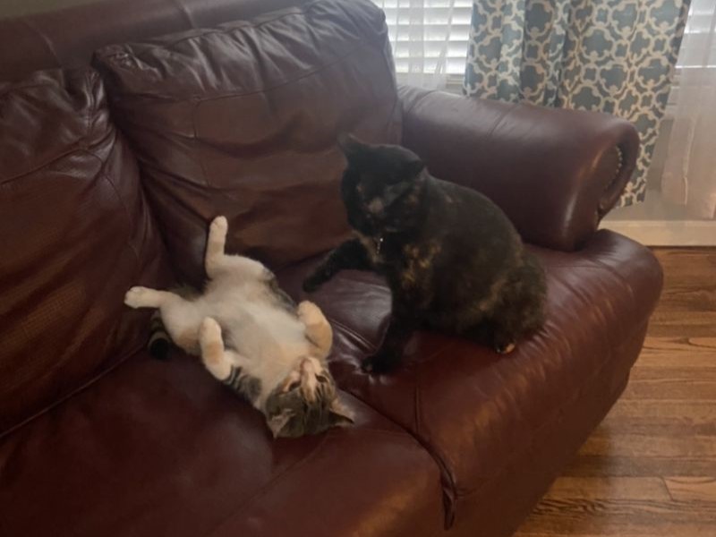 two cats playing on a brown leather sofa