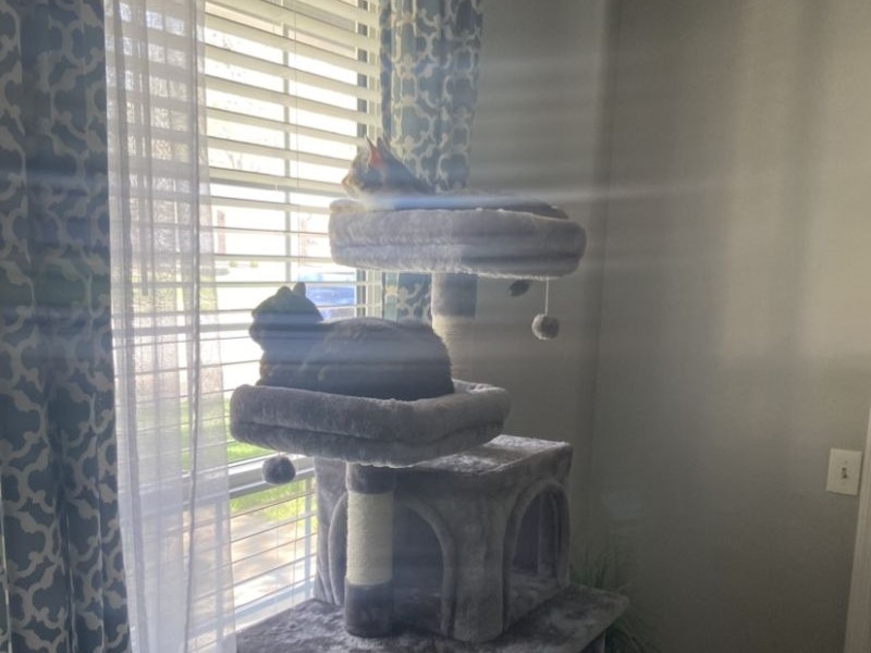 two cats basking in the window sunshine and sitting on two levels of a cat tree