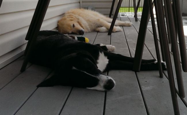 Mitts enjoys an easy day on the porch with her new fur-sister