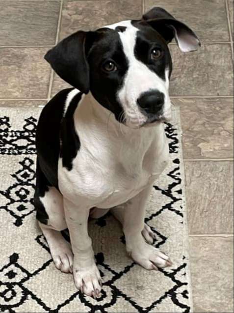 black and white dog sits on kitchen carpet