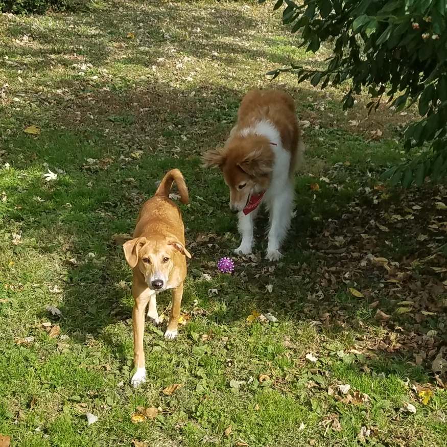 Addie/Coco and Keegan take a break from playing ball in the yard