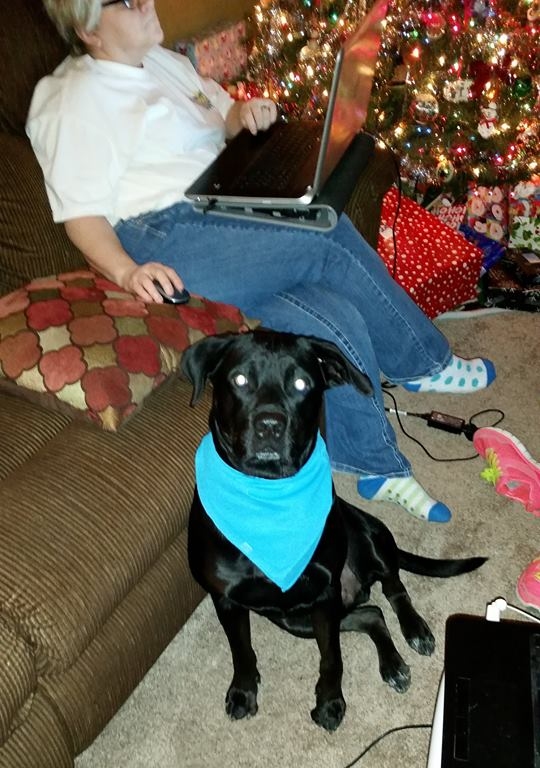 Cody's got the holidays all wrapped up with his furever family!