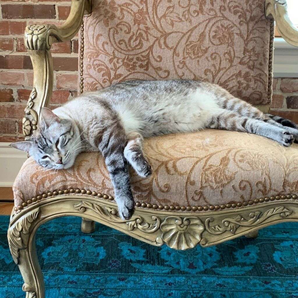 Lynx point tabby and cream cat stretches out on carved and upholstered arm chair