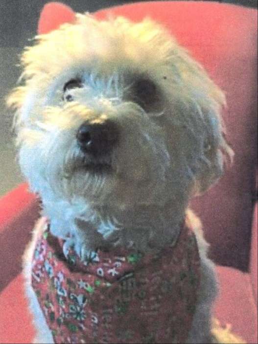 happy small white poodle mix dog with black nose wearhing a holiday scarf