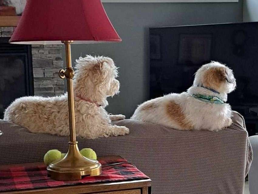 happy small white poodle mix dog lying on back top of sofa with another dog