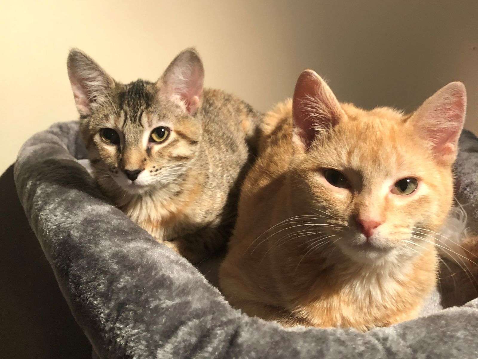 two tabby cats sit in cat tree bed.