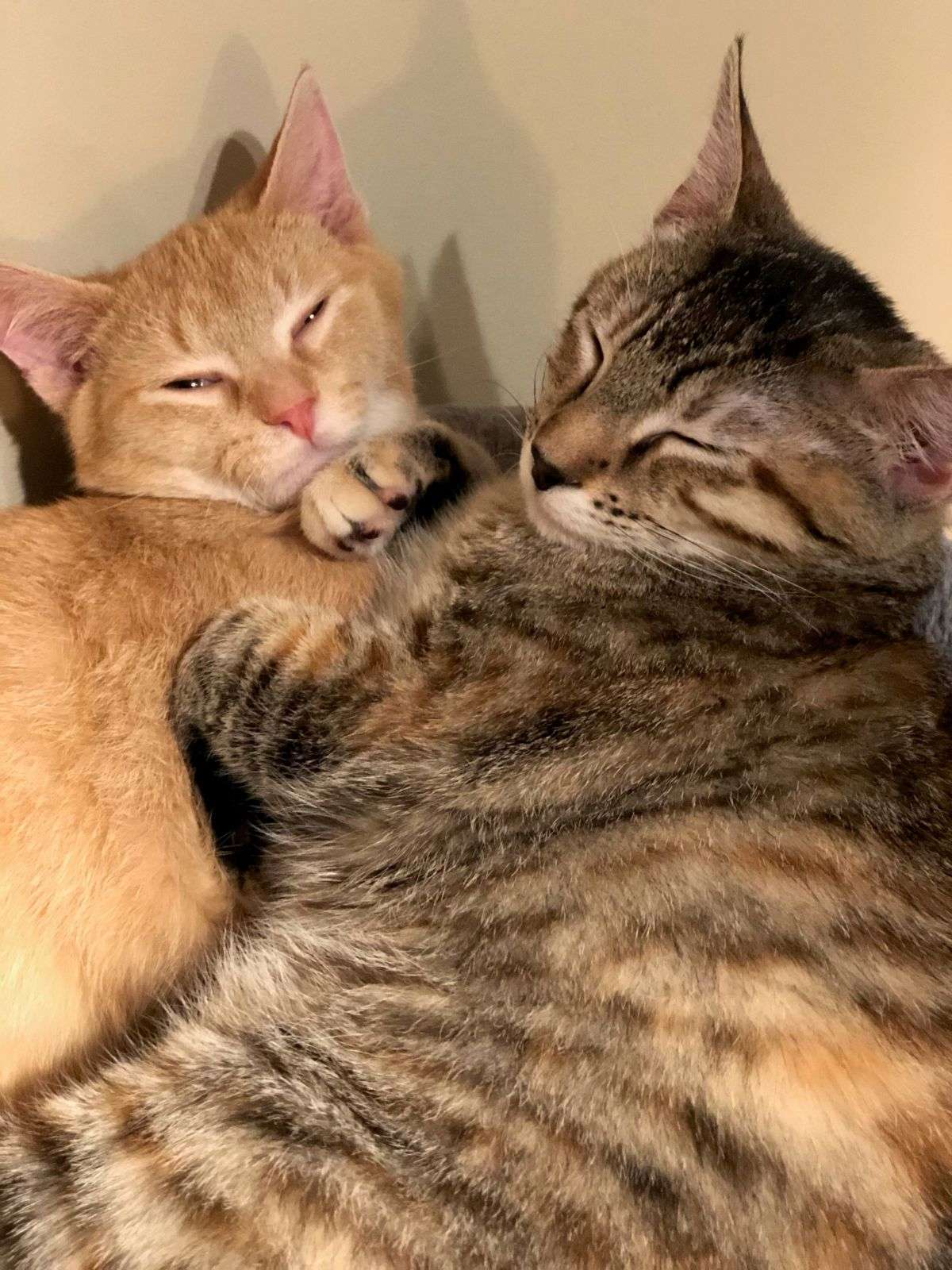 two tabby cats are sleepy and snuggly together.