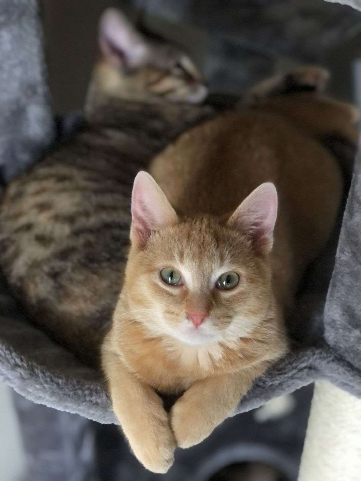 orange tabby cat poses for photo in front and brown tabby cat tries to sleep in background.