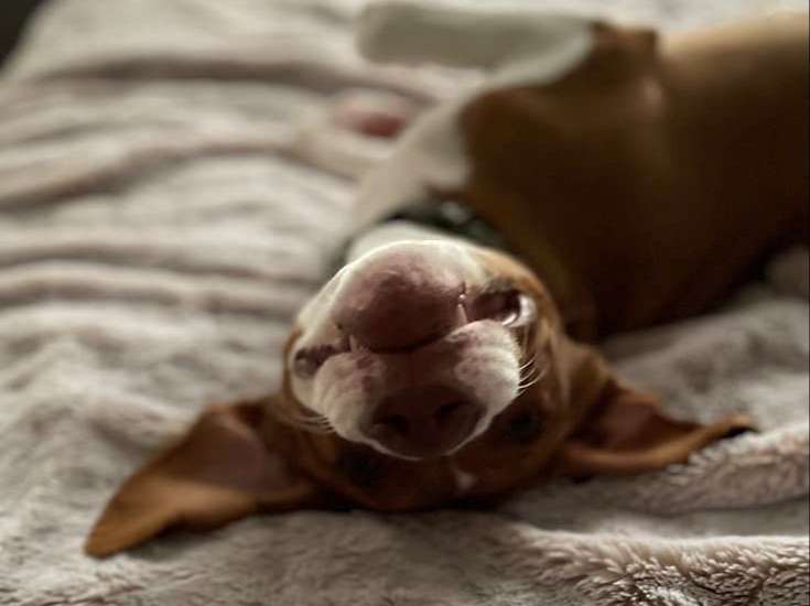 brown and white dog rolls upside down on bed