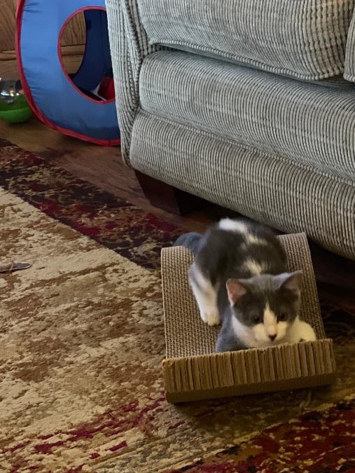 gray and white kitten is ready to pounce from her scratcher toy on the floor.