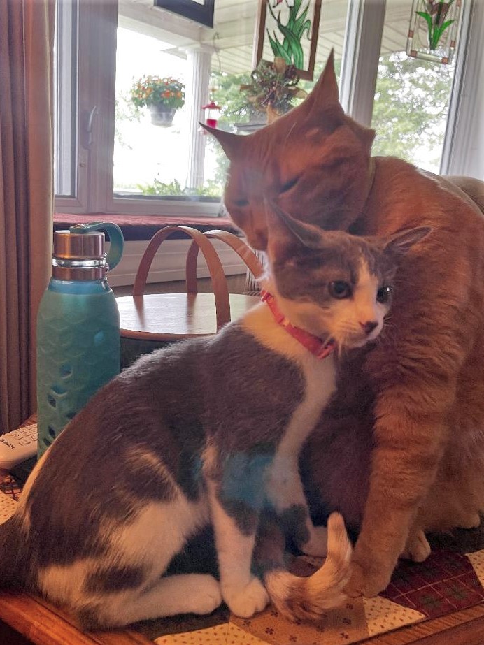 gray and white kitten gets groomed on her head by older orange cat sibling.