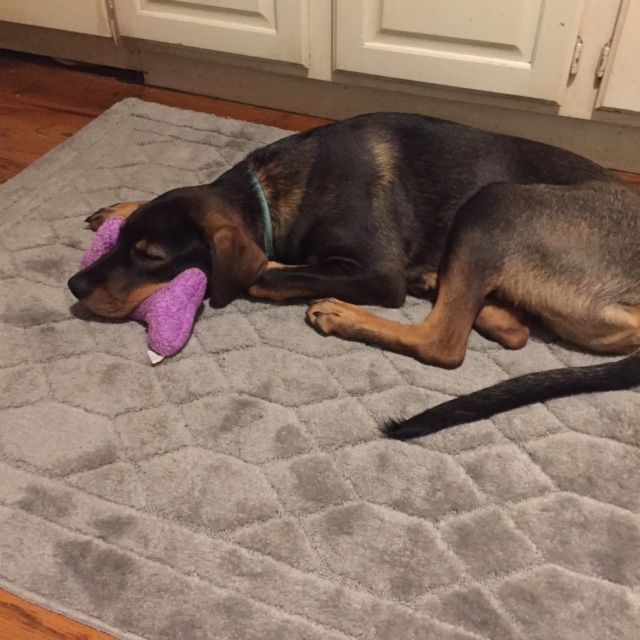 Duke settles for his purple squeak toy