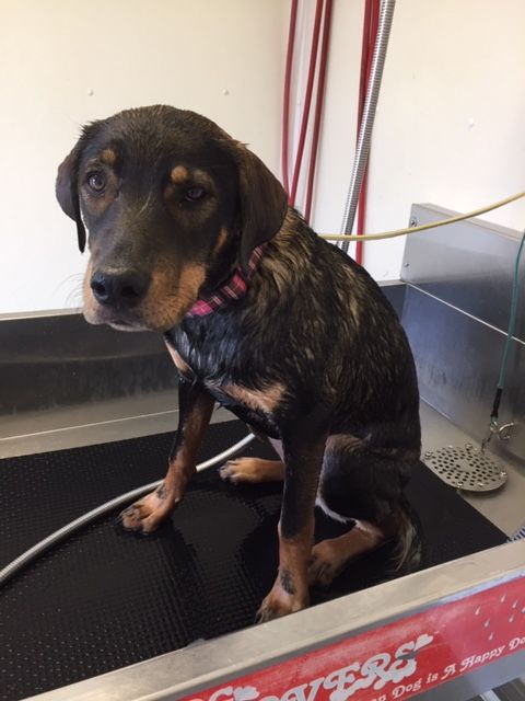 Duke is not a fan of the doggie wash