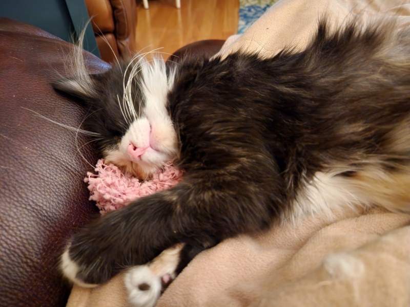 fluffy black, white, and tan kitten sleeps with a pink toy