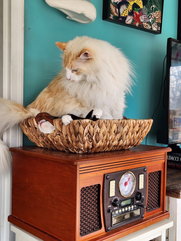 long haired cream cat sits in basket on top of a silly calico kitten