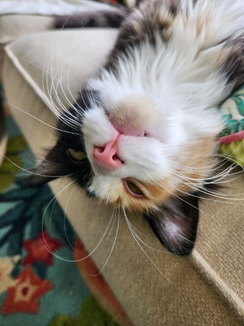 closeup of calico cat's upside down face with bright pink nose