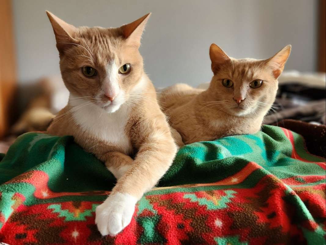 two ginger tabby cats lounging on a red and green bed blanket