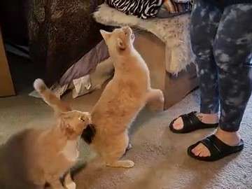 two ginger tabby cats excited by food in the hands of a woman standing in their bedroom
