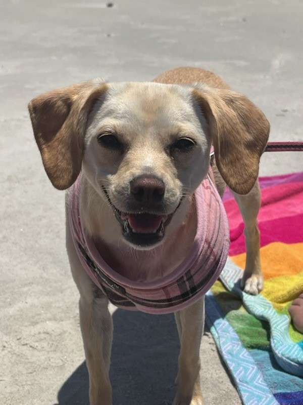 small brown dog with expressive ears and mouth wears a pink harness and stands on a sandy beach