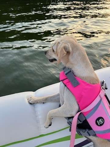 small brown dog wears a pink life jacket and stands up in inflatable water craft to see the dark green lake water all around